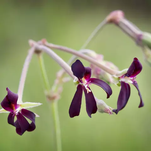 Pelargonium